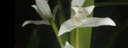 Maxillaria alba